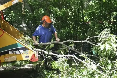 tree services Hornbeck